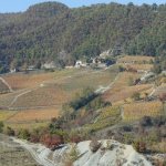 Vigneti nella zona di Spigno